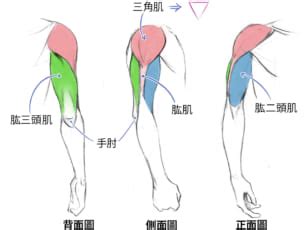 手臂彎曲畫法|依手腳、軀幹等部位區分解說！人體骨骼和肌肉的繪圖。